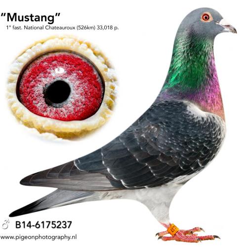 "Superstar Mustang"(B14-6175237)