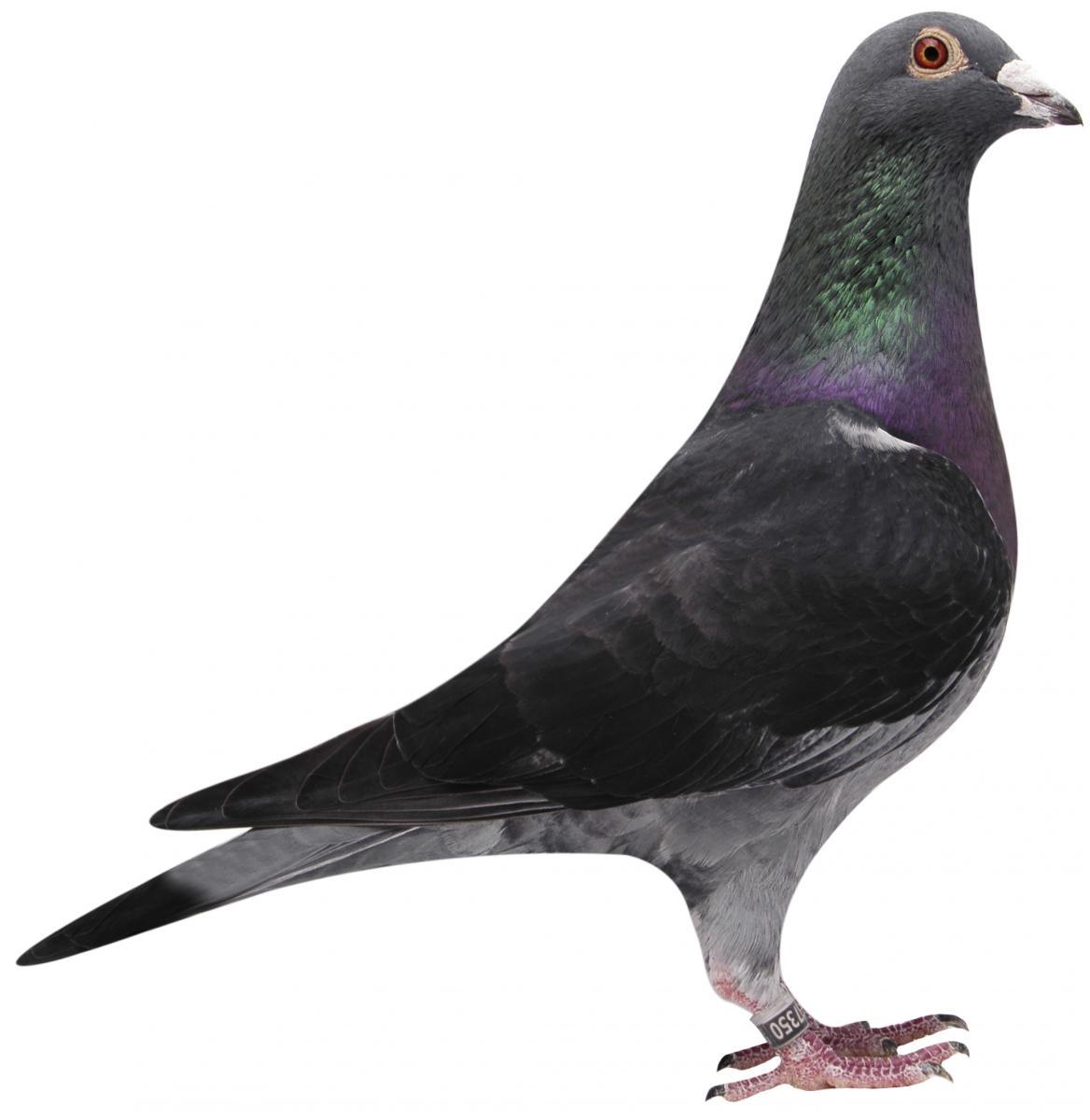 Picture of pigeon BE01-6387350 "Barco"