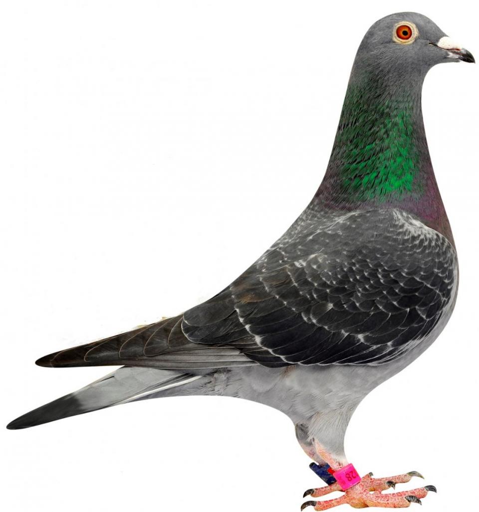 Picture of pigeon BE08-6144028 "Dina"