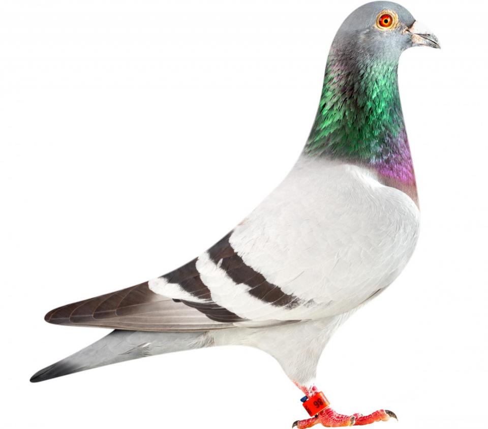 Picture of pigeon BE12-6196286 "Loki"