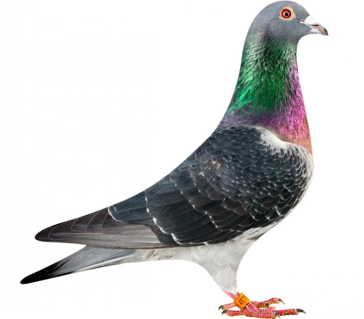 Picture of pigeon BE14-6175237 "Mustang"