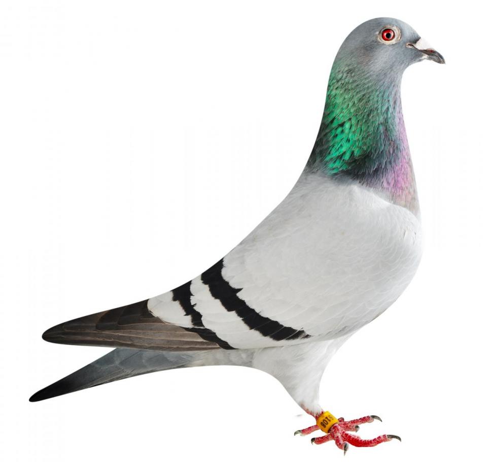 Picture of pigeon BE19-6016108 "Mustang Queen"